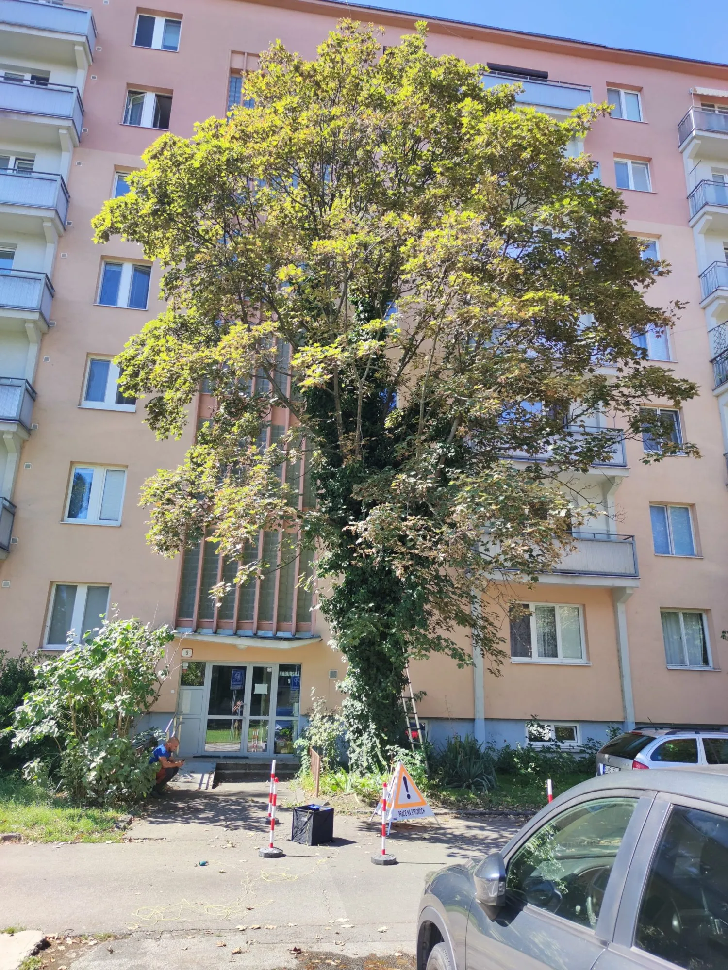 Odstránenie imela z javora pri bytovom dome