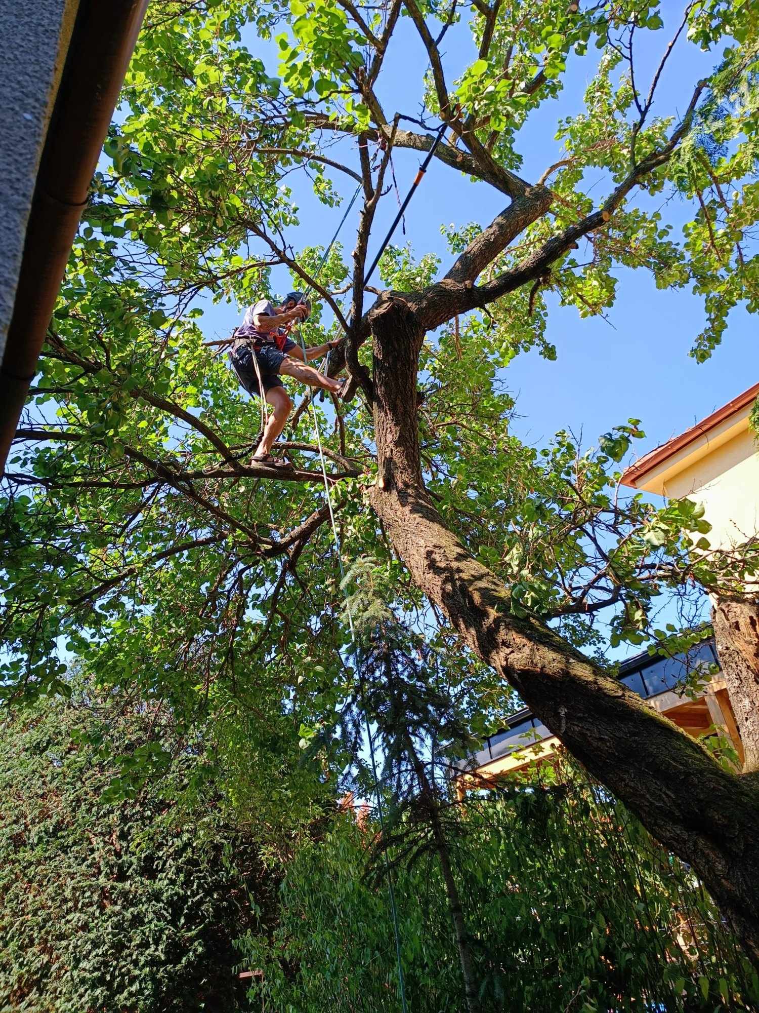 Arborista 365 Hi Services zavesený na lane v korune stromu