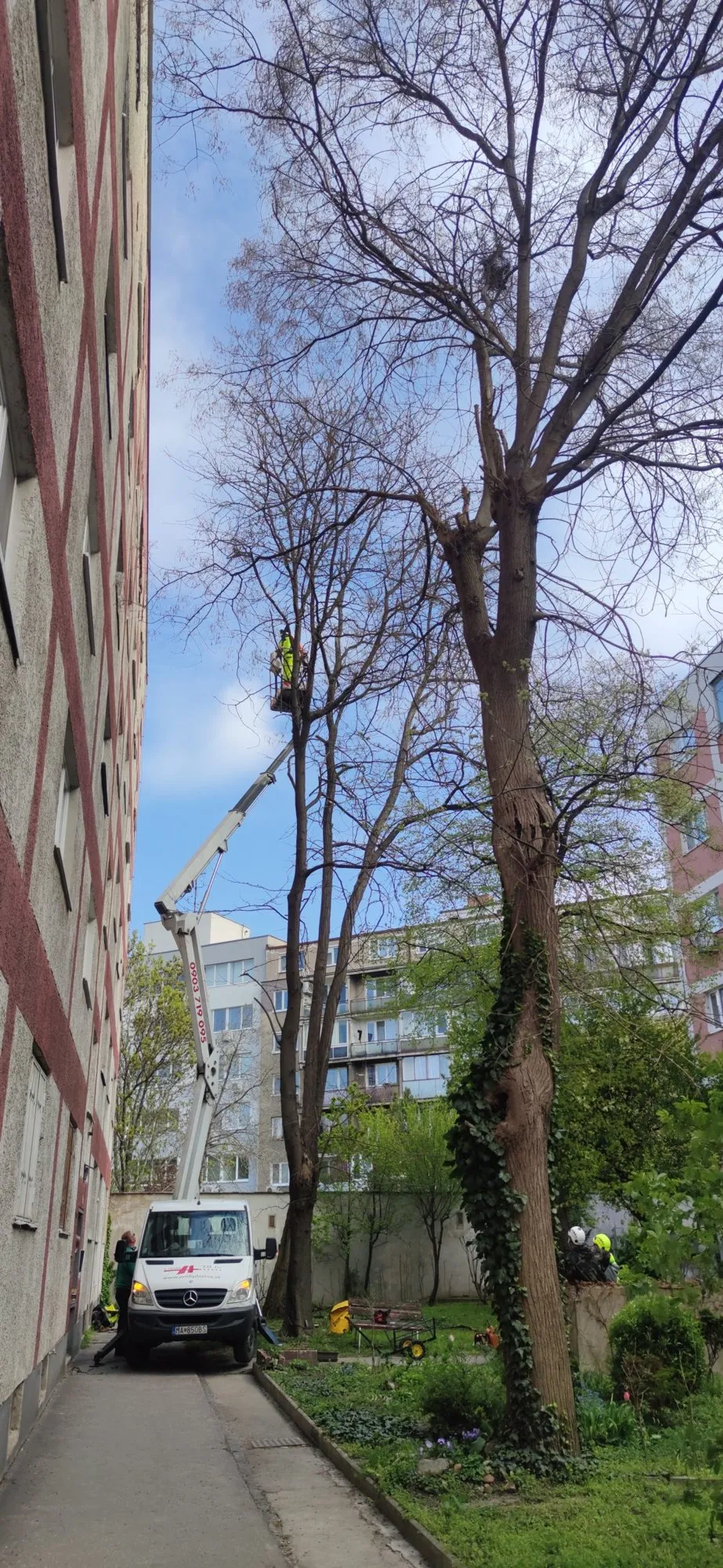 Odstup koruny od fasády bytového domu