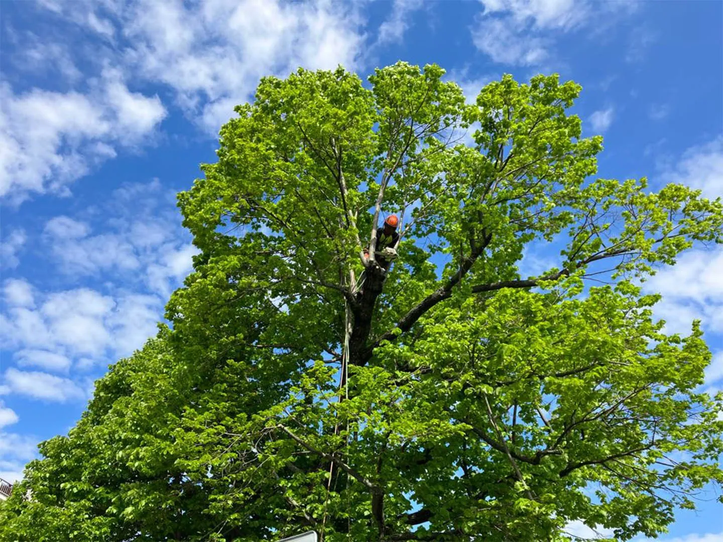 Arborista v korune stromu pri oreze lanovou technikou